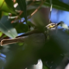 Caligavis chrysops (Yellow-faced Honeyeater) at Broulee Moruya Nature Observation Area - 19 May 2024 by LisaH