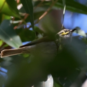 Caligavis chrysops at Broulee Moruya Nature Observation Area - suppressed