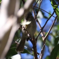 Caligavis chrysops at Broulee Moruya Nature Observation Area - 19 May 2024