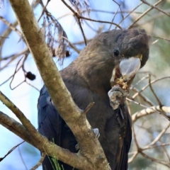 Calyptorhynchus lathami lathami (Glossy Black-Cockatoo) at Broulee Moruya Nature Observation Area - 19 May 2024 by LisaH