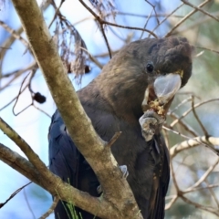 Calyptorhynchus lathami (Glossy Black-Cockatoo) at Moruya, NSW - 19 May 2024 by LisaH