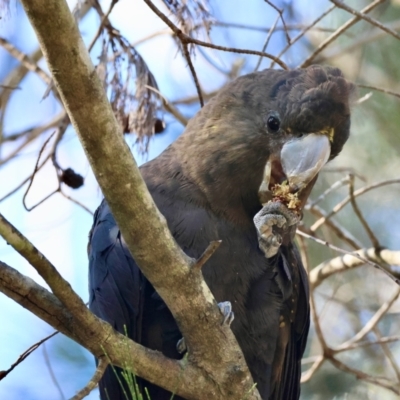 Calyptorhynchus lathami lathami (Glossy Black-Cockatoo) at Broulee Moruya Nature Observation Area - 19 May 2024 by LisaH