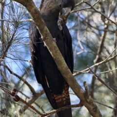 Calyptorhynchus lathami lathami at Broulee Moruya Nature Observation Area - suppressed