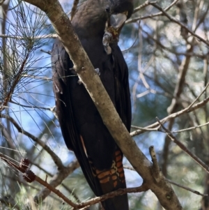 Calyptorhynchus lathami lathami at Broulee Moruya Nature Observation Area - suppressed