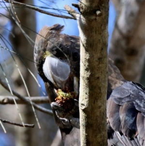 Calyptorhynchus lathami lathami at Broulee Moruya Nature Observation Area - suppressed