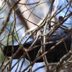 Calyptorhynchus lathami lathami at Broulee Moruya Nature Observation Area - suppressed