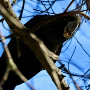 Calyptorhynchus lathami lathami at Broulee Moruya Nature Observation Area - suppressed