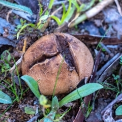 Scleroderma sp. at Wingecarribee Local Government Area - 15 May 2024 by Aussiegall