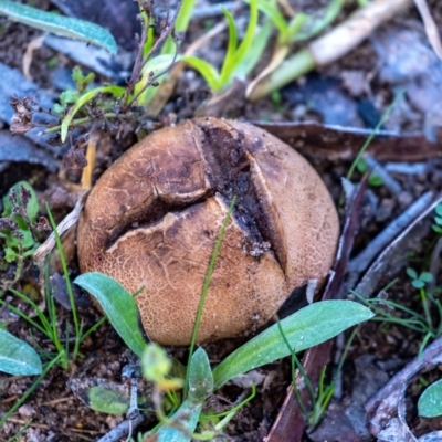 Scleroderma sp. (Scleroderma) at Wingecarribee Local Government Area - 15 May 2024 by Aussiegall