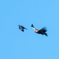 Aquila audax (Wedge-tailed Eagle) at Penrose, NSW - 19 May 2024 by Aussiegall