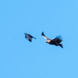 Aquila audax (Wedge-tailed Eagle) at Wingecarribee Local Government Area by Aussiegall