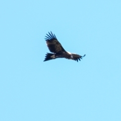 Aquila audax at Penrose - 19 May 2024 11:31 AM