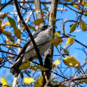 Cracticus torquatus (Grey Butcherbird) at Wingecarribee Local Government Area by Aussiegall