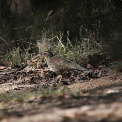 Cinclosoma punctatum (Spotted Quail-thrush) at Paddys River, ACT - 18 May 2024 by TimL