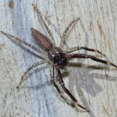 Helpis minitabunda (Threatening jumping spider) at Kambah, ACT - 18 May 2024 by TimL