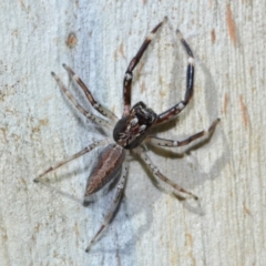 Helpis minitabunda at Tidbinbilla Nature Reserve - 18 May 2024