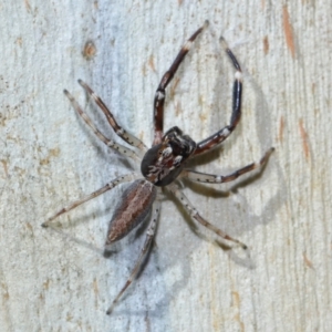 Helpis minitabunda at Tidbinbilla Nature Reserve - 18 May 2024