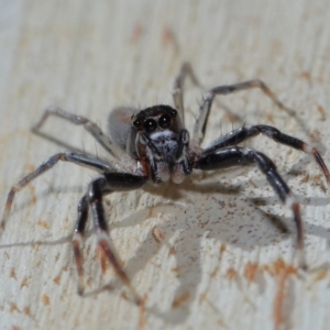 Helpis minitabunda at Tidbinbilla Nature Reserve - 18 May 2024