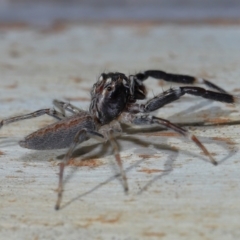 Helpis minitabunda at Tidbinbilla Nature Reserve - 18 May 2024