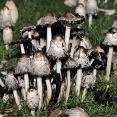 Coprinus comatus (Shaggy Ink Cap) at Canberra, ACT - 19 May 2024 by TimL