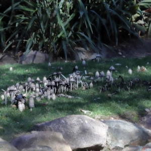 Coprinus comatus at National Zoo and Aquarium - 19 May 2024 01:19 PM