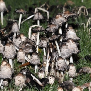 Coprinus comatus at National Zoo and Aquarium - 19 May 2024 01:19 PM