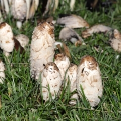 Coprinus comatus at National Zoo and Aquarium - 19 May 2024 01:19 PM