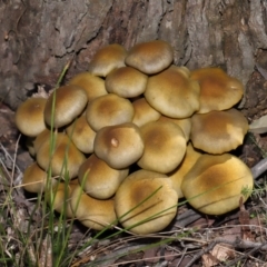 Unidentified Cap on a stem; gills below cap [mushrooms or mushroom-like] at Tidbinbilla Nature Reserve - 18 May 2024 by TimL