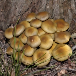 Armillaria luteobubalina at Tidbinbilla Nature Reserve - 18 May 2024 11:35 AM