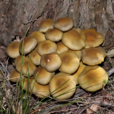 Unidentified Cap on a stem; gills below cap [mushrooms or mushroom-like] at Paddys River, ACT - 18 May 2024 by TimL