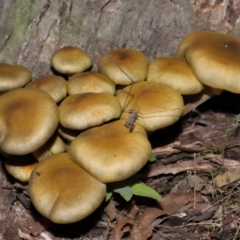 Armillaria luteobubalina at Tidbinbilla Nature Reserve - 18 May 2024 11:35 AM