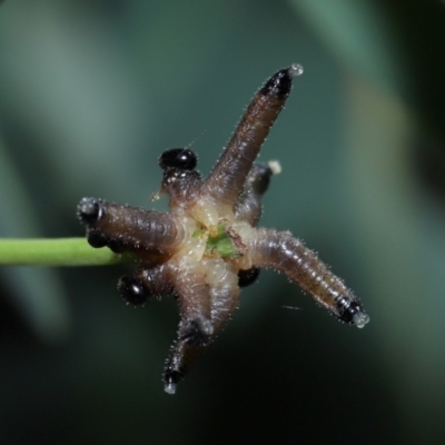 Pseudoperga sp. (genus) at ANBG - 17 May 2024 by TimL