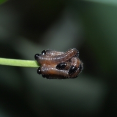 Pseudoperga sp. (genus) at ANBG - 17 May 2024