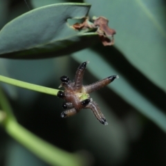 Pseudoperga sp. (genus) at ANBG - 17 May 2024