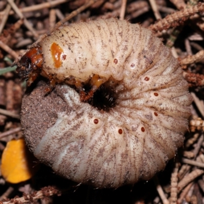 Adoryphorus coulonii (Redheaded pasture cockchafer) at Acton, ACT - 15 May 2024 by TimL