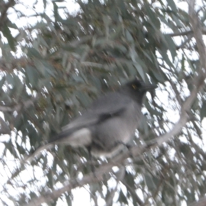 Strepera versicolor at Forde, ACT - 19 May 2024