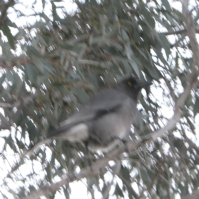 Strepera versicolor (Grey Currawong) at Forde, ACT - 19 May 2024 by JohnGiacon