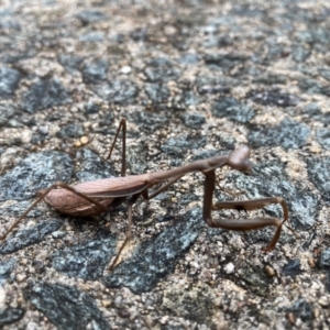 Pseudomantis albofimbriata at Flynn, ACT - 10 May 2024