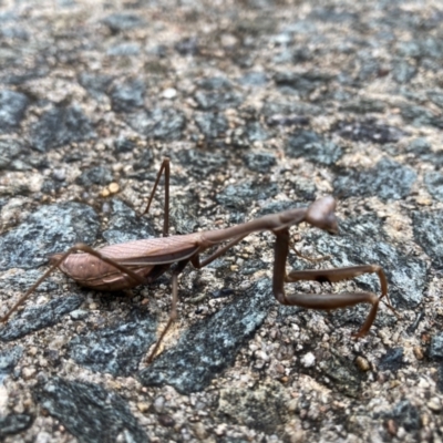 Unidentified Praying mantis (Mantodea) at Flynn, ACT - 10 May 2024 by JohnGiacon