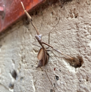 Pseudomantis albofimbriata at Flynn, ACT - 10 May 2024