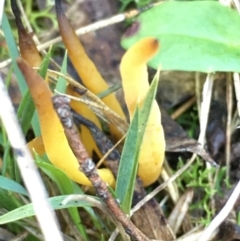 Unidentified Clubs/stalks on soil at Lower Borough, NSW - 18 May 2024 by mcleana