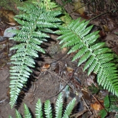 Polystichum australiense (Harsh Shield Fern) at Wamban, NSW - 16 May 2024 by plants