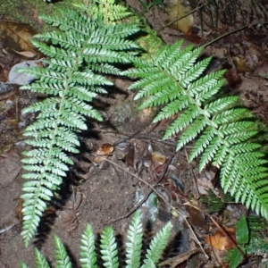 Polystichum australiense (Harsh Shield Fern) at Wamban, NSW by plants