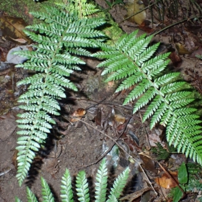 Polystichum australiense (Harsh Shield Fern) at Moruya State Forest - 16 May 2024 by plants
