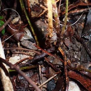 Polystichum australiense at Moruya State Forest - 16 May 2024