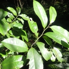 Eupomatia laurina (Bolwarra) at Moruya State Forest - 16 May 2024 by plants