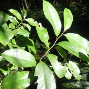 Eupomatia laurina at Moruya State Forest - 16 May 2024 12:01 PM