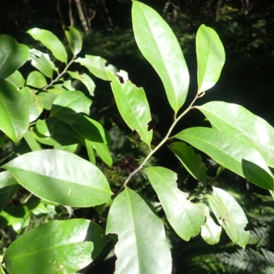 Eupomatia laurina (bolwarra) at Wamban, NSW - 16 May 2024 by plants