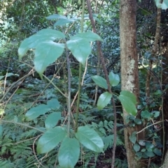 Rubus nebulosus (A Native Raspberry) at Moruya State Forest - 16 May 2024 by plants