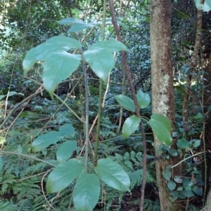 Rubus nebulosus at Moruya State Forest - 16 May 2024 12:03 PM